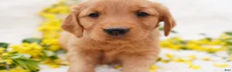 Golden Retriever dogs for sale: May - AKC, Genetically Clear - Ad 3