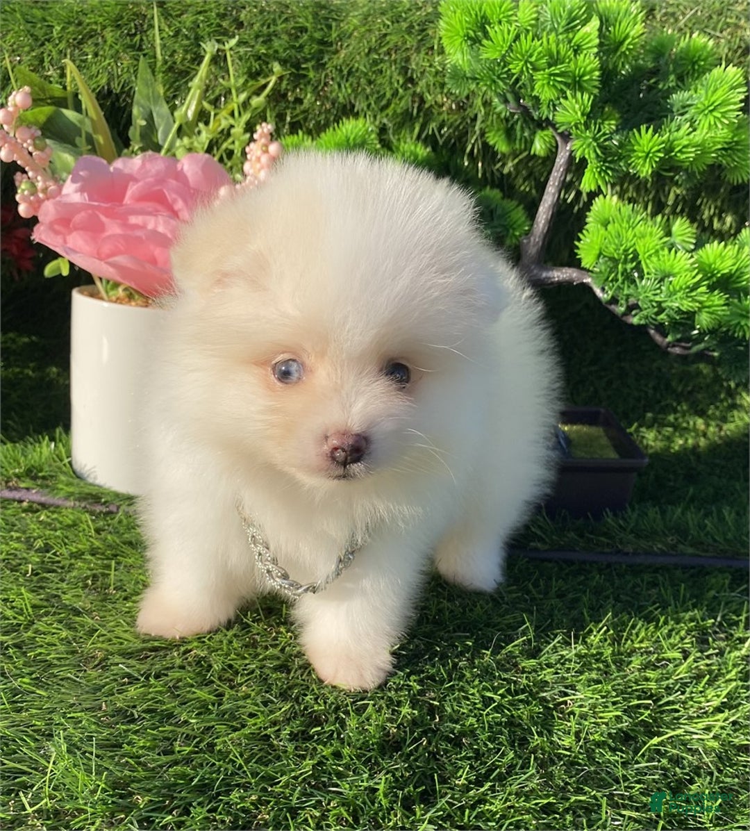 Pomeranian dogs for sale: Teacup Pomeranian Puppy 1 - Ad 3