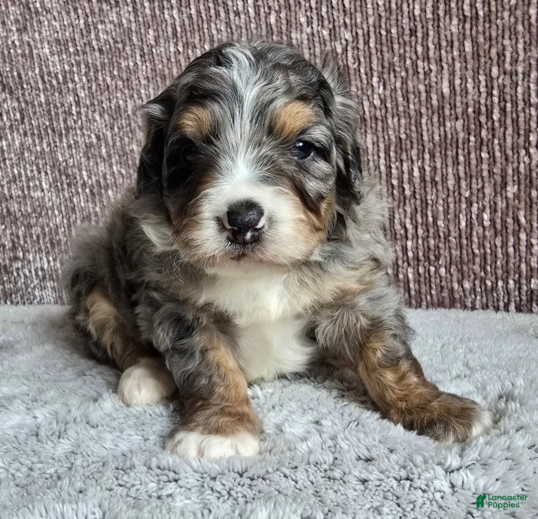 Mini Bernedoodle dogs for sale: Mini Louie - Ad 8