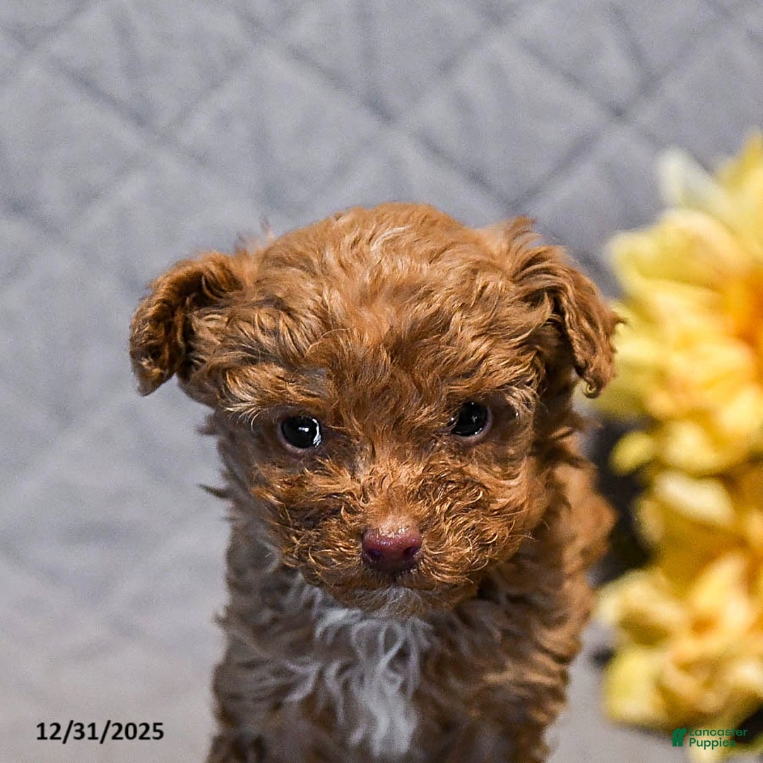 Mini Goldendoodle dogs for sale: Smokey - Ad 5