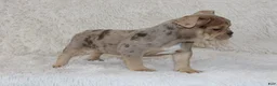 English Bulldog dogs for sale: Kacy - Ad 2