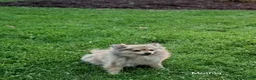 Pomeranian dogs for sale: Teddy - Ad 6