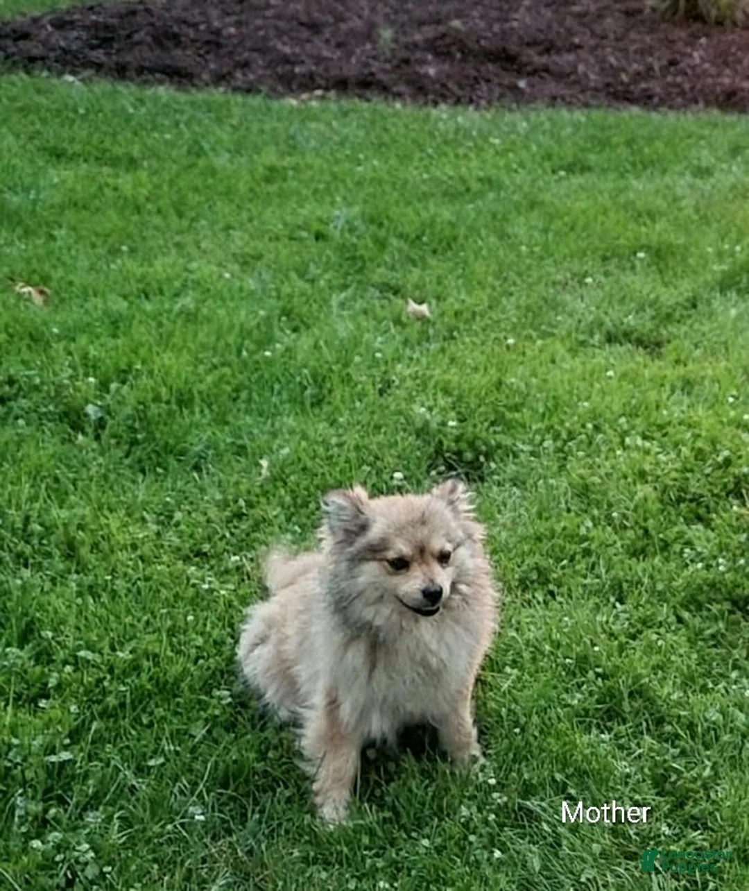 Pomeranian dogs for sale: Princess - Ad 6
