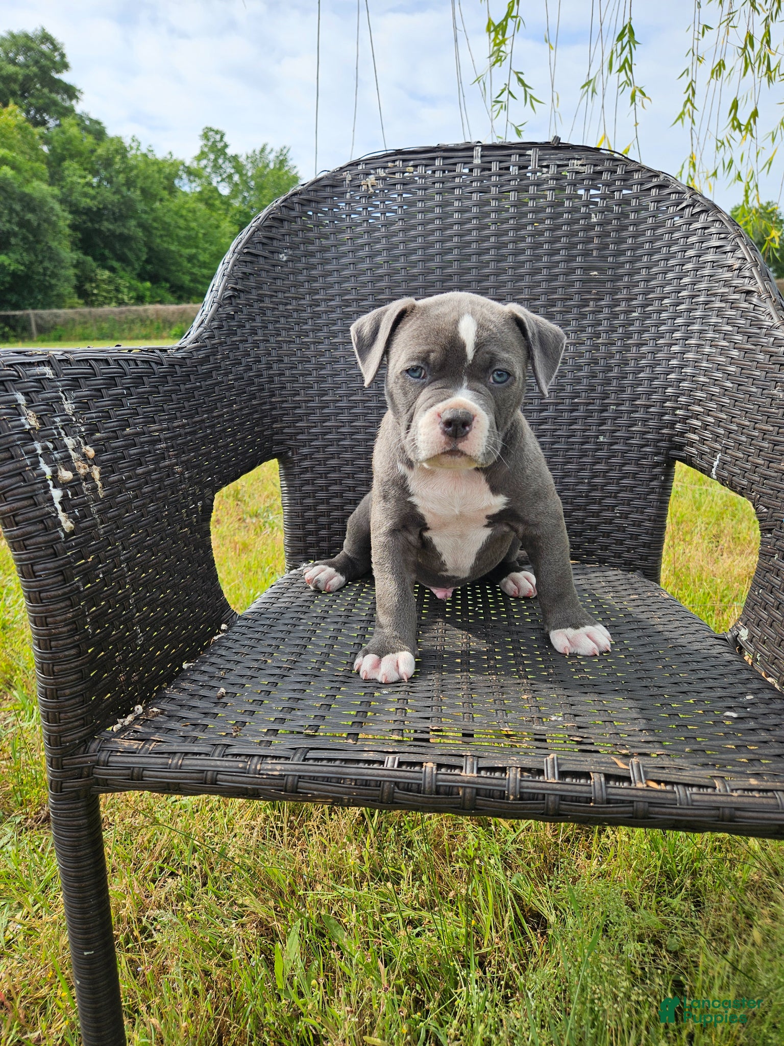 Mixed Breed dogs Pluto - Ad 1