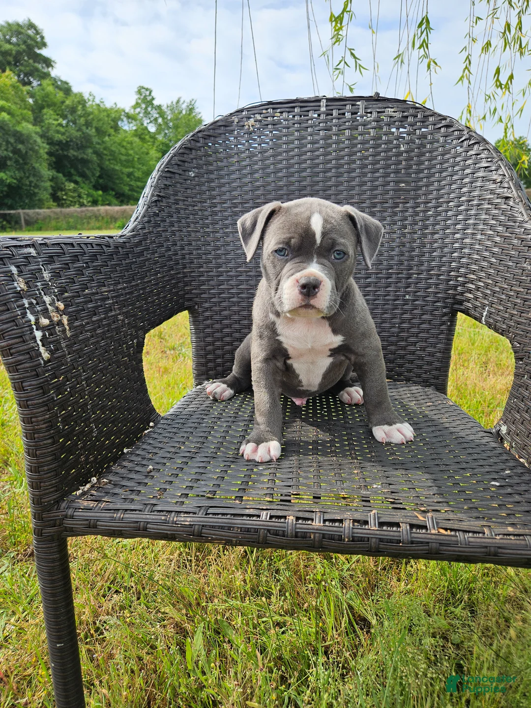 Mixed Breed dogs for sale: Pluto - Ad 1