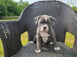 Mixed Breed dogs for sale: Pluto - Ad 3