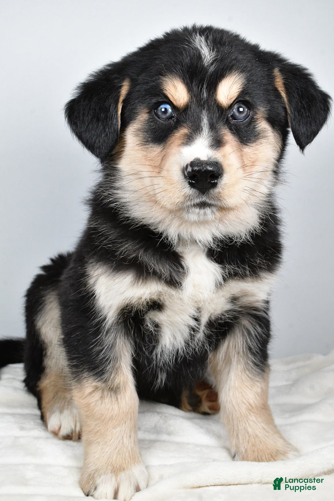 Mixed Breed dogs for sale: Cash - Ad 1