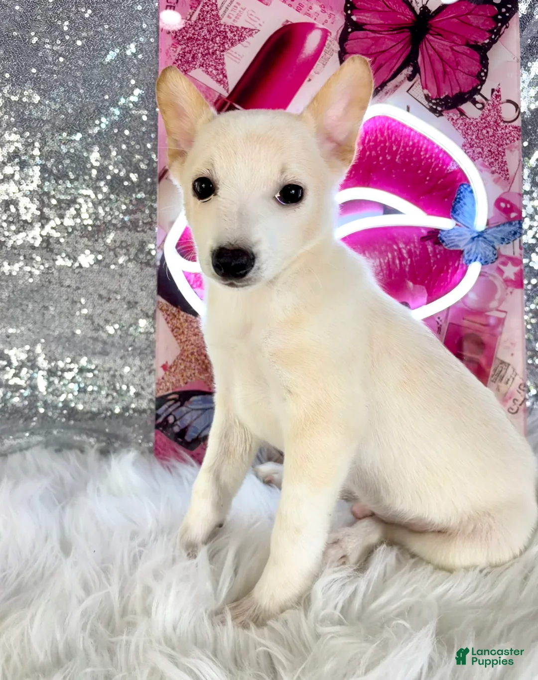 Mixed Breed dogs for sale: Scrappy - Ad 1