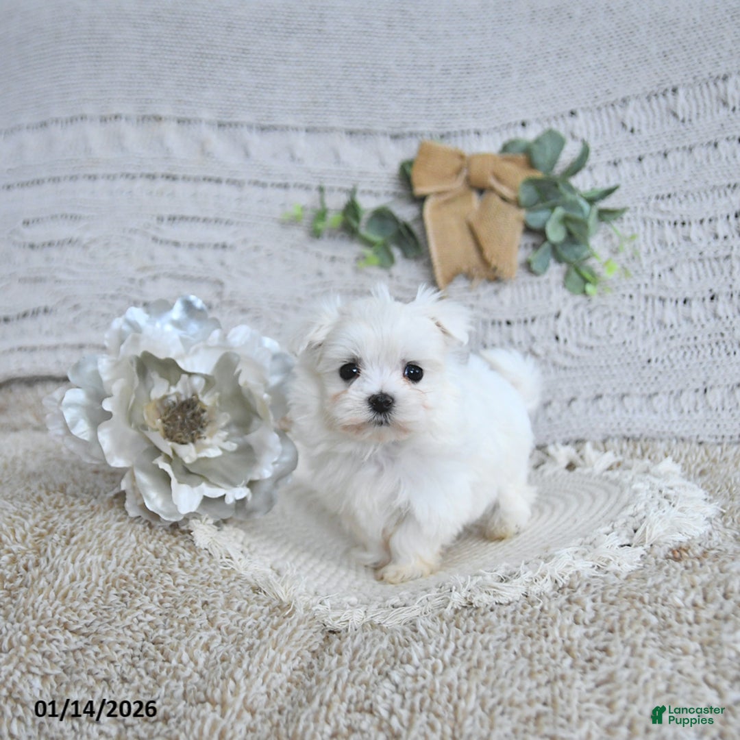 Maltese dogs for sale: Valentine EXTRA SMALL - Ad 4