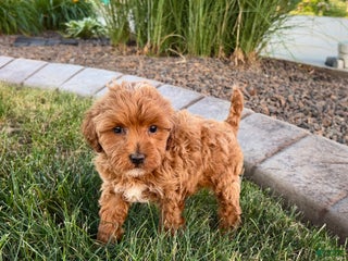 Cavapoo dogs Karla - Ad 8