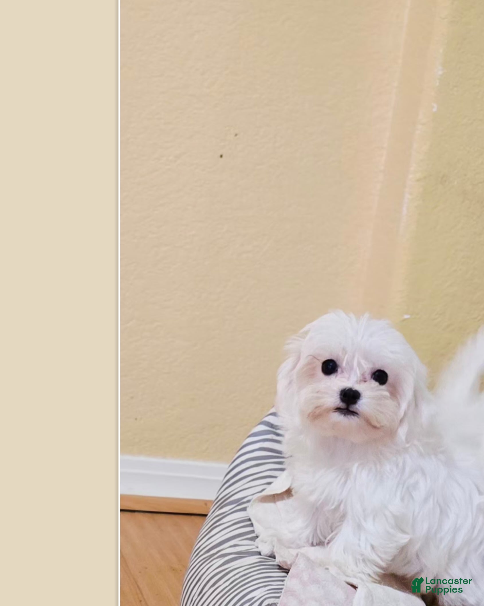 Maltipoo dogs Maltipoo Puppy 1 - Ad 4