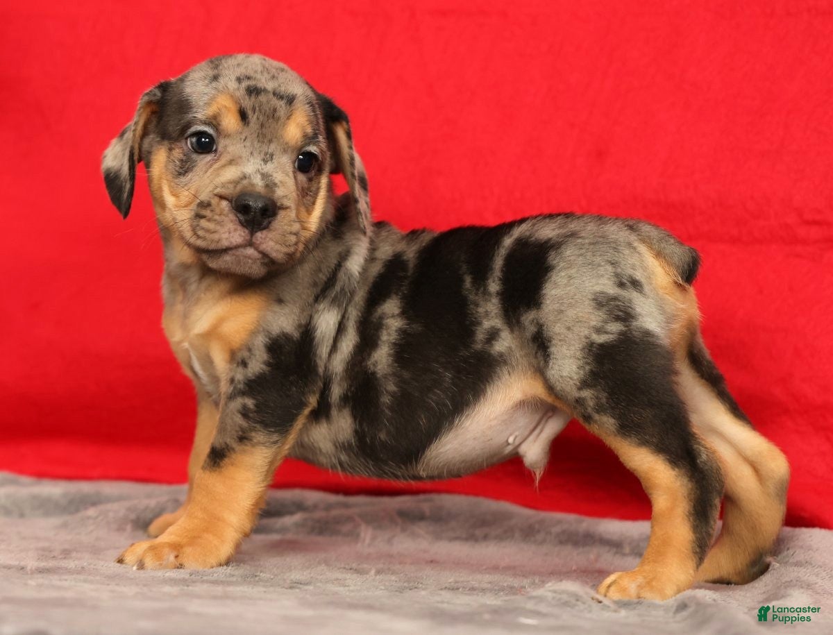 Beabull dogs Carson - Ad 2
