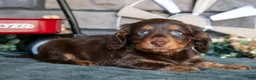 Miniature Dachshund dogs for sale: Jonas - Ad 3