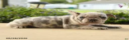 French Bulldog dogs for sale: Poppy - Ad 5