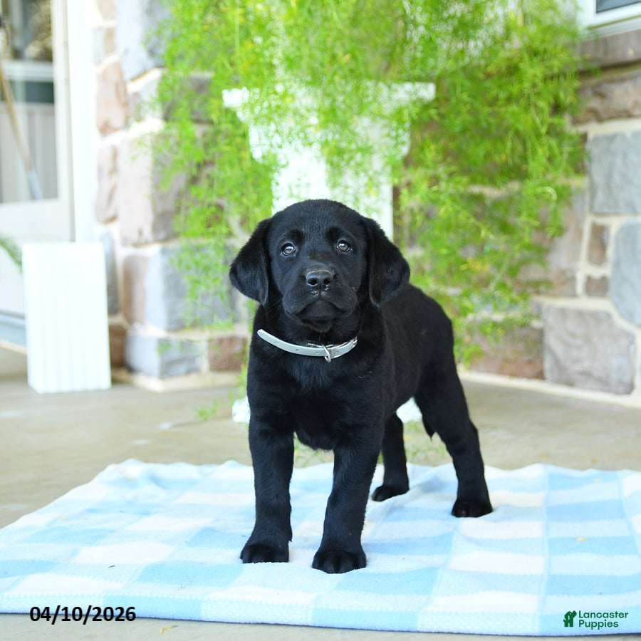 Labrador Retriever dogs Coconut - Ad 1