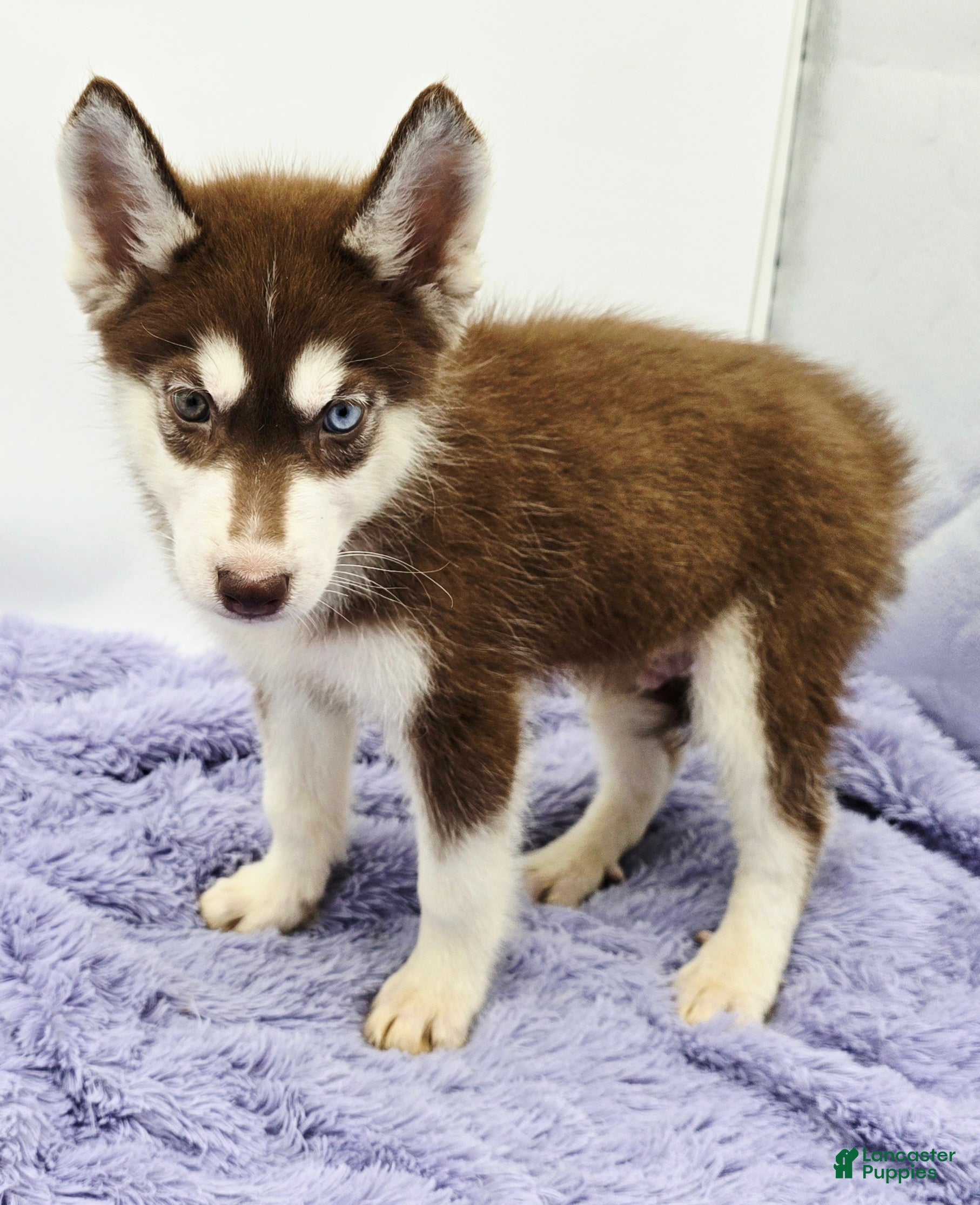 Siberian Husky dogs Rusty - Ad 5