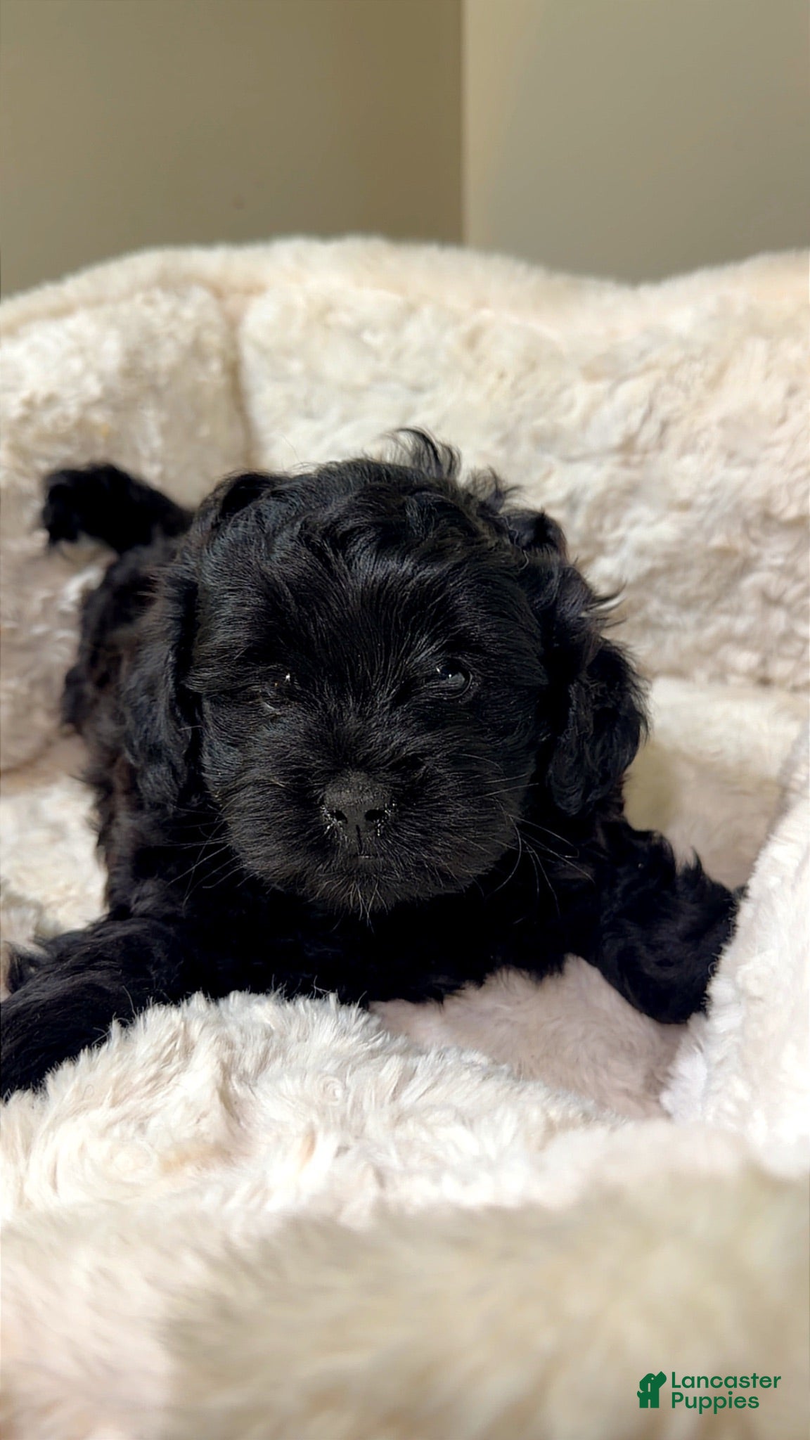 Maltipoo dogs Midnight  - Ad 1