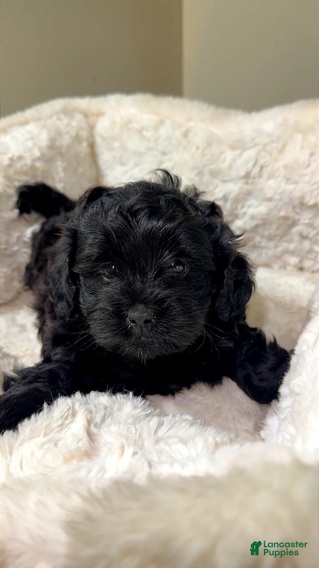 Maltipoo dogs for sale: Midnight  - Ad 1