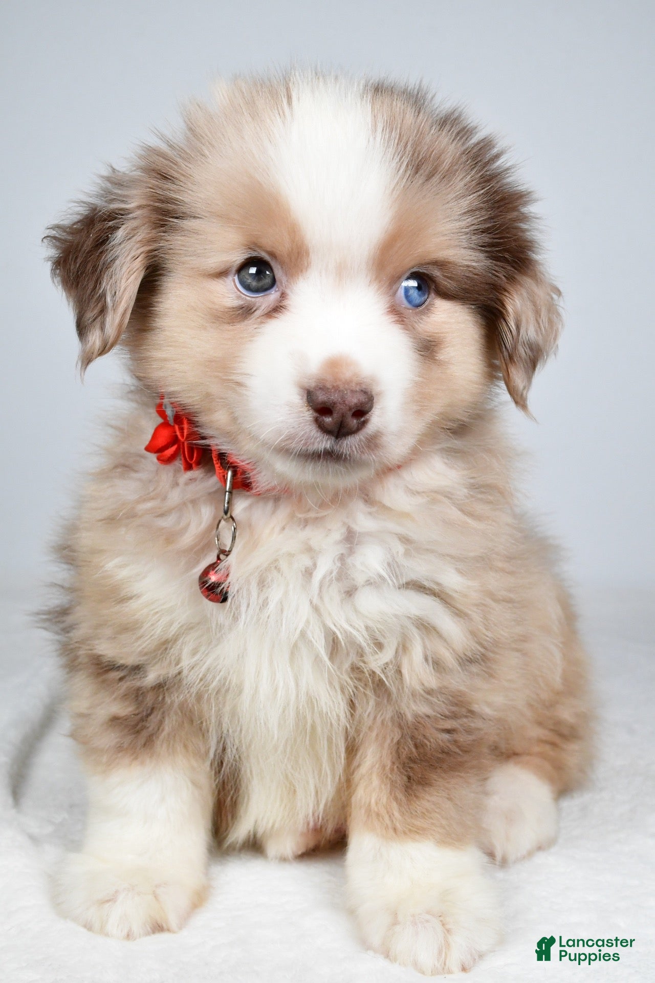 Miniature Australian Shepherd dogs for sale: Daisy - Ad 1