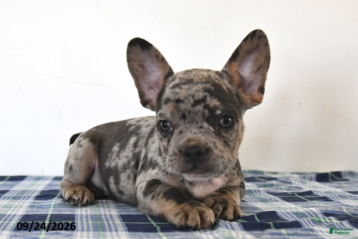Mixed Breed dogs Louie - Ad 1