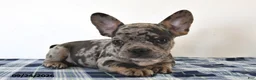 Mixed Breed dogs for sale: Louie - Ad 1