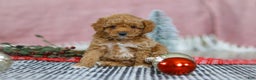 Miniature Poodle dogs for sale: Nova - Ad 2
