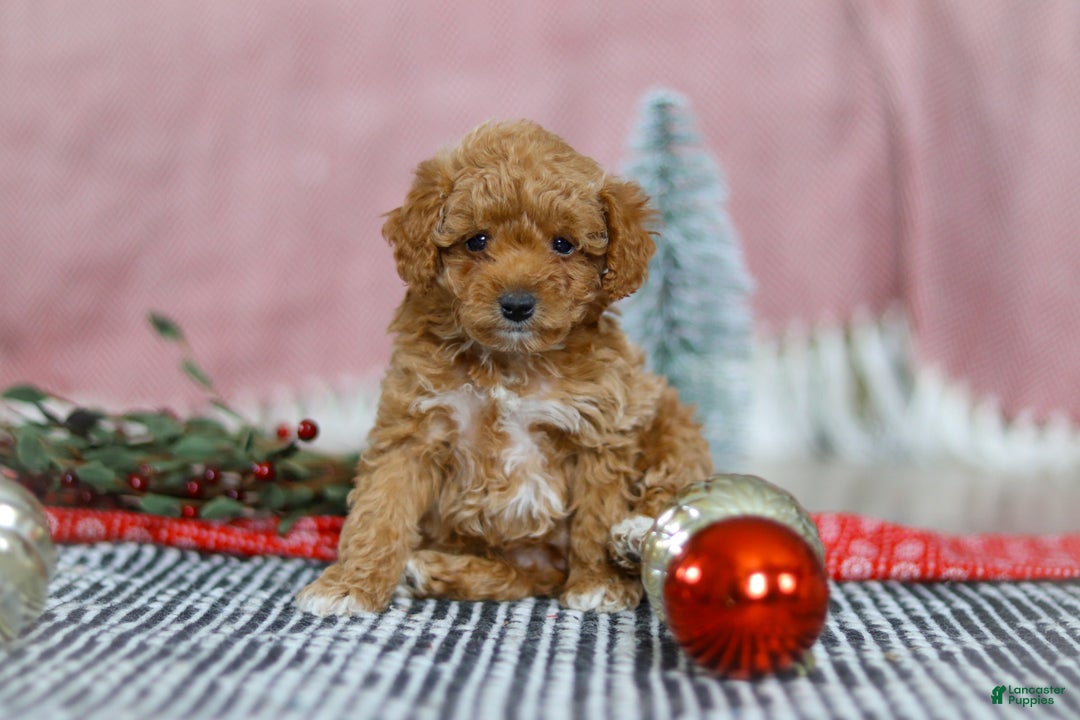 Miniature Poodle dogs for sale: Nova - Ad 2