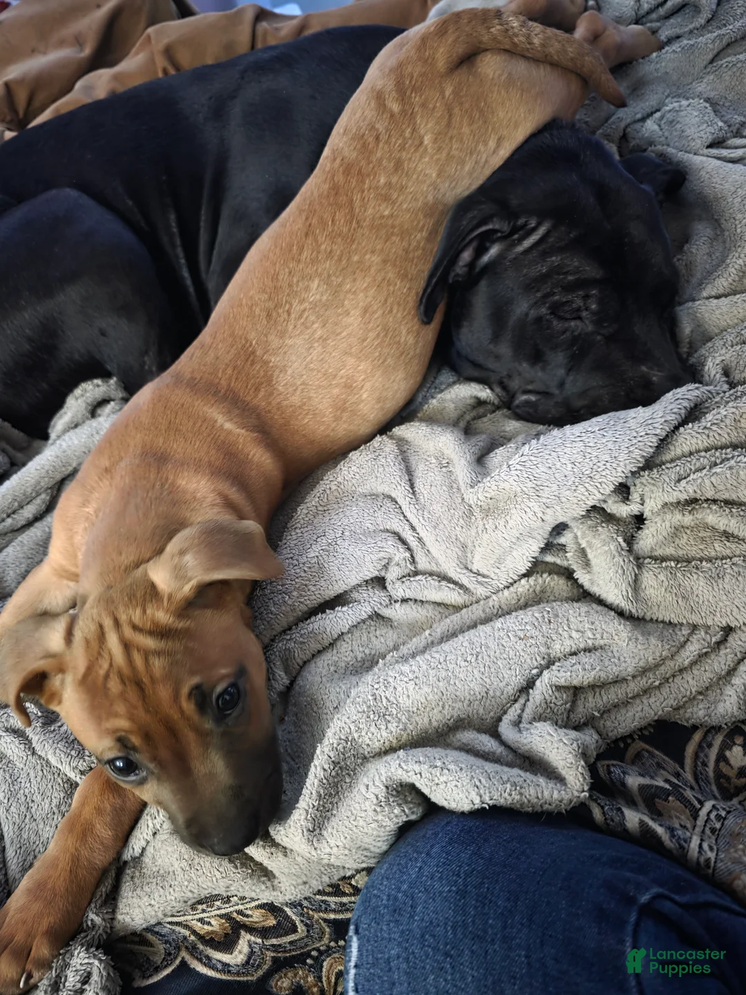 Mixed Breed dogs for sale: Anna 💜 - Ad 7