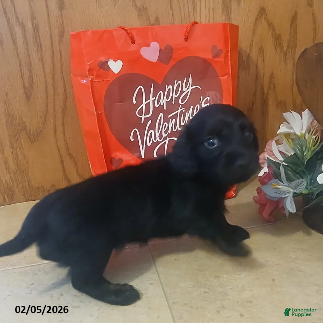 Miniature Dachshund dogs for sale: Sweetheart - Ad 2