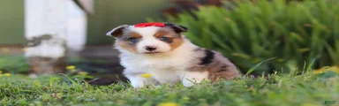 Isla