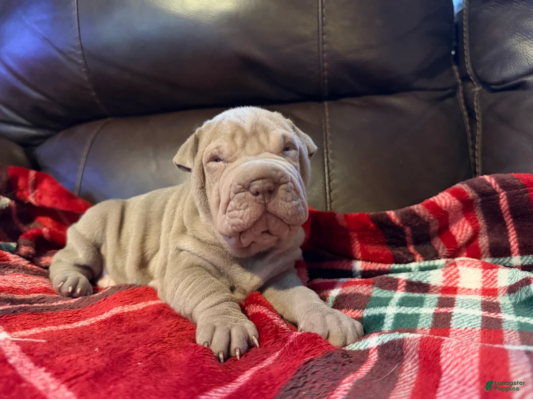 Shar Pei dogs for sale: Romeo - Ad 12