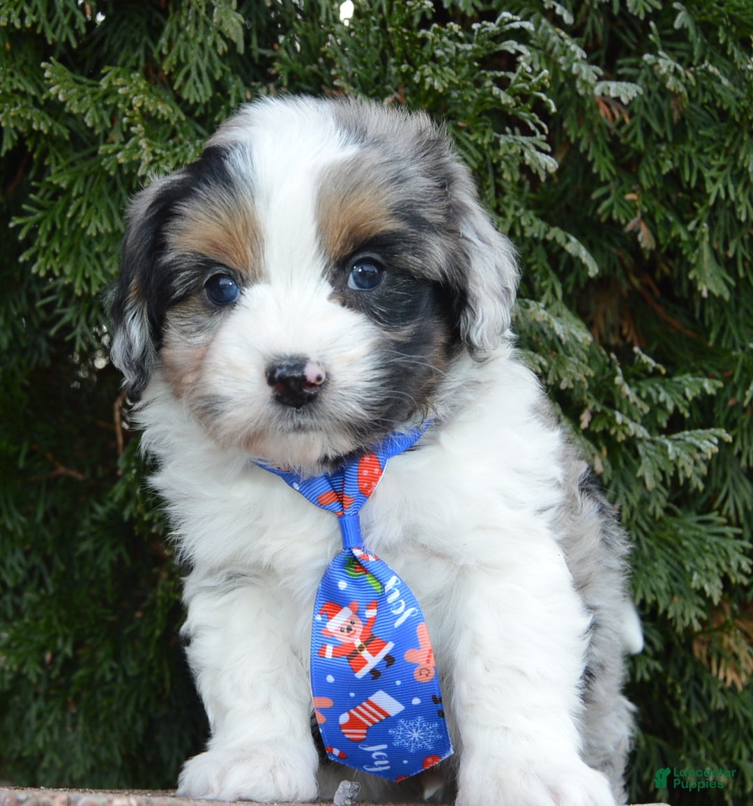 Mini Aussiedoodle dogs for sale: Toy Ace - Ad 15