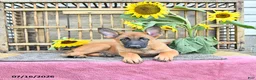 Mixed Breed dogs for sale: Athena - Ad 4