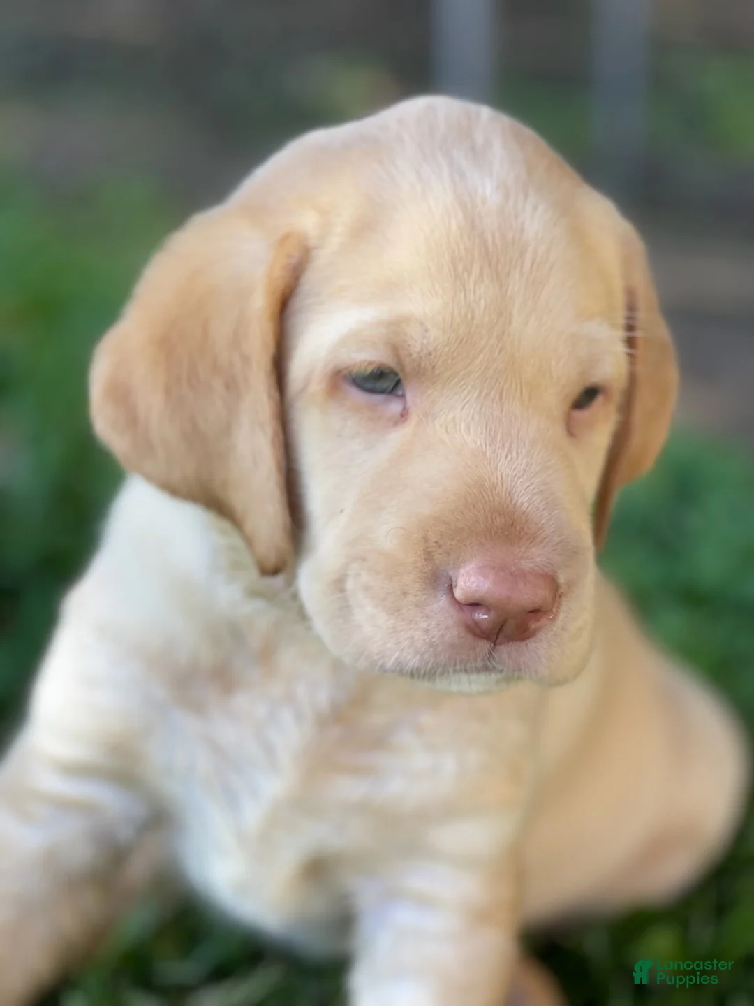 Labrador Retriever dogs for sale: Labrador Retriever Yellow Male 1 - Ad 1