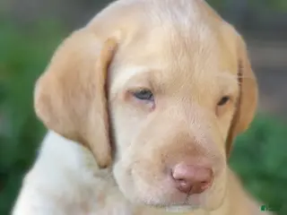Labrador Retriever dogs for sale: Labrador Retriever Yellow Male 1 - Ad 3
