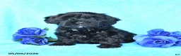 Yorkiepoo dogs for sale: Tulip - Ad 1