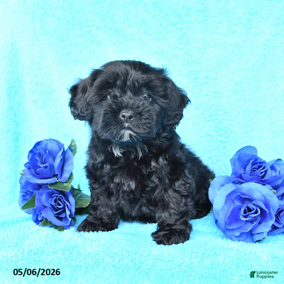 Yorkiepoo dogs for sale: Tulip - Ad 1