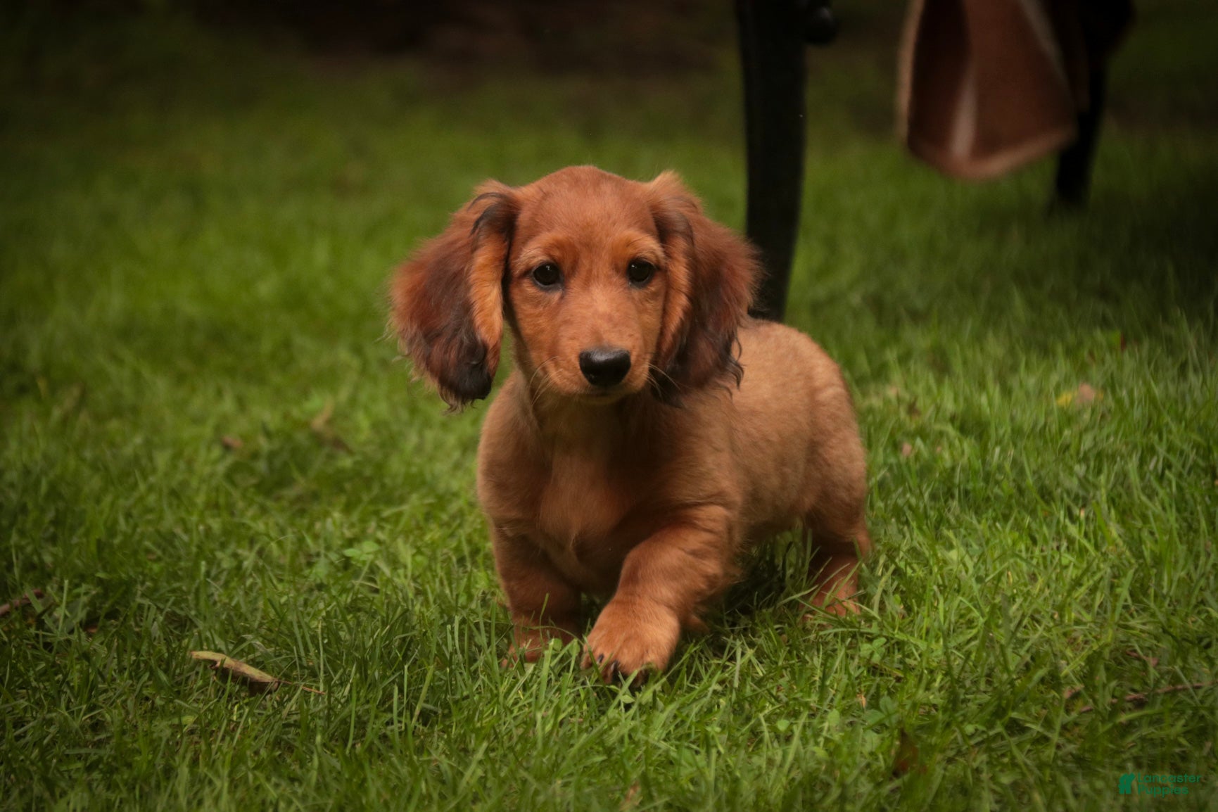 Miniature Dachshund dogs Asher Miniature Dachshund - Ad 2