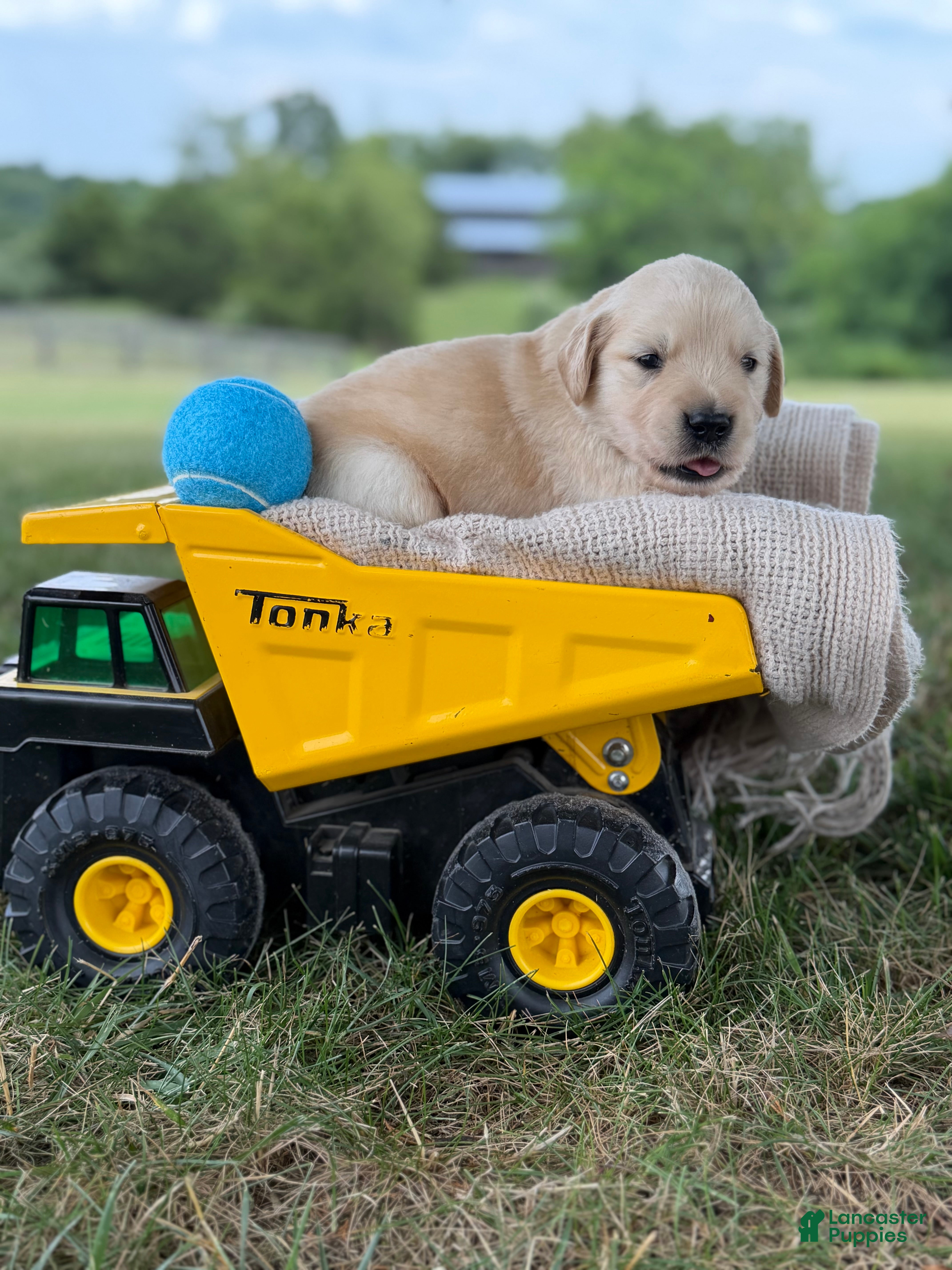 Golden Retriever dogs Washington  - Ad 2