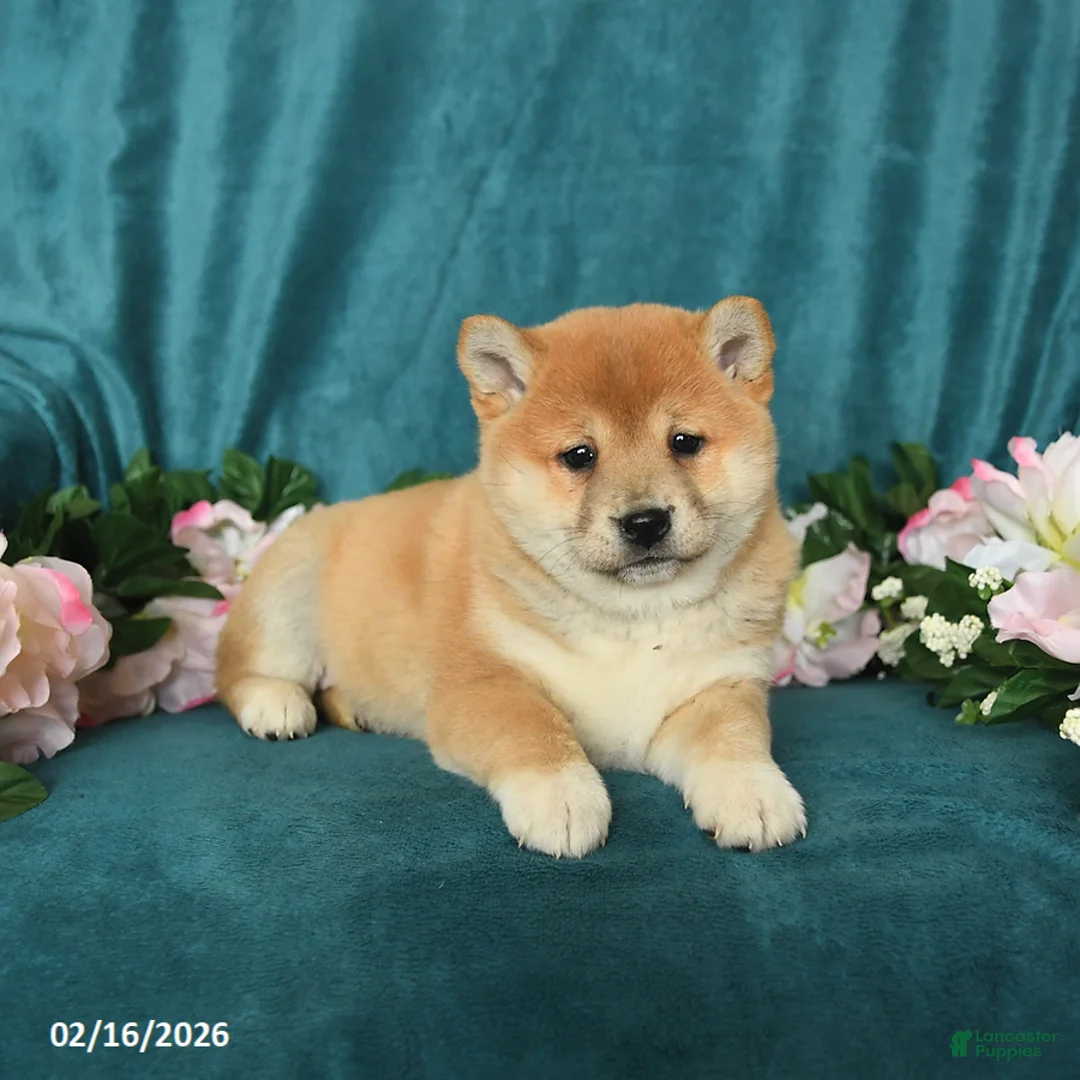 Shiba Inu dogs for sale: Lady - Ad 5