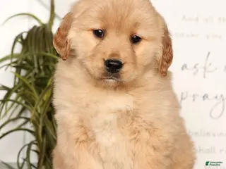 Golden Retriever dogs Roxey - Ad 17