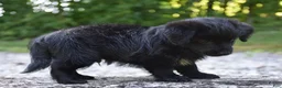 Bordoodle dogs for sale: Rex - Ad 3