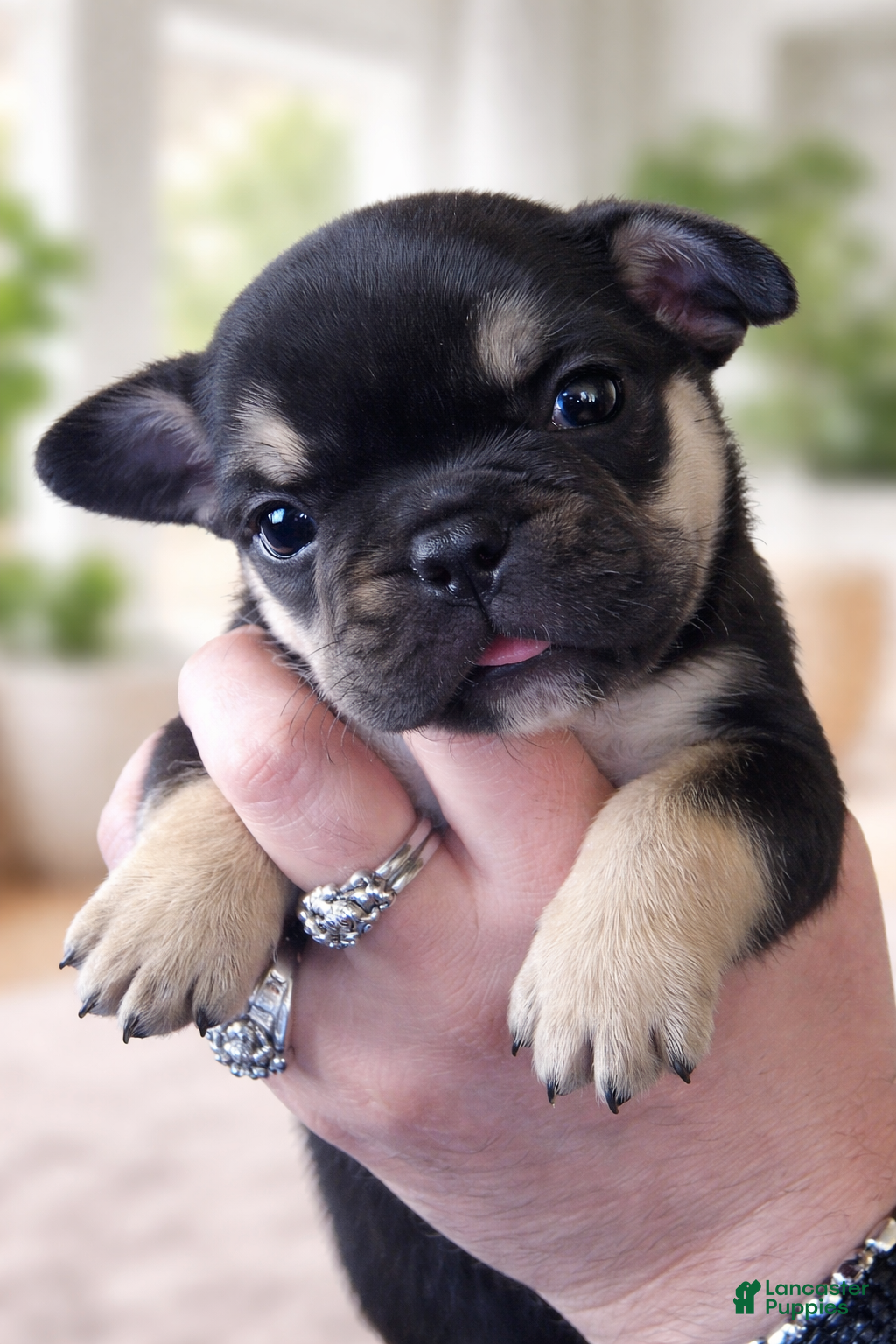 French Bulldog dogs Rolo - Ad 1