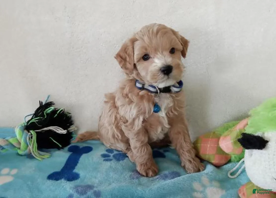Maltipoo dogs for sale: Maltipoo Puppy 2met - Ad 2