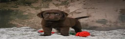 Labrador Retriever dogs for sale: Lexi - Ad 6