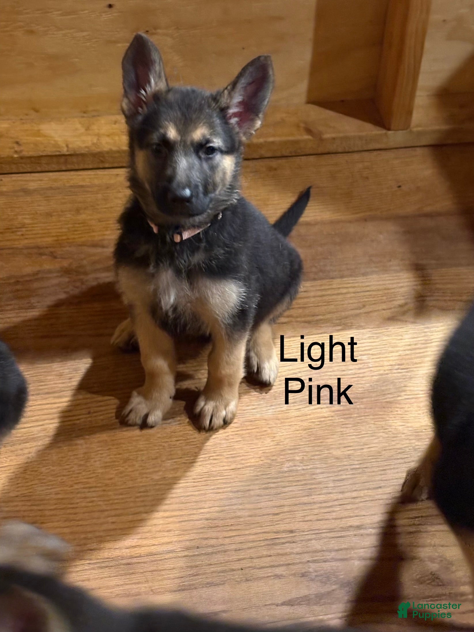 German Shepherd dogs Light Pink - Ad 2