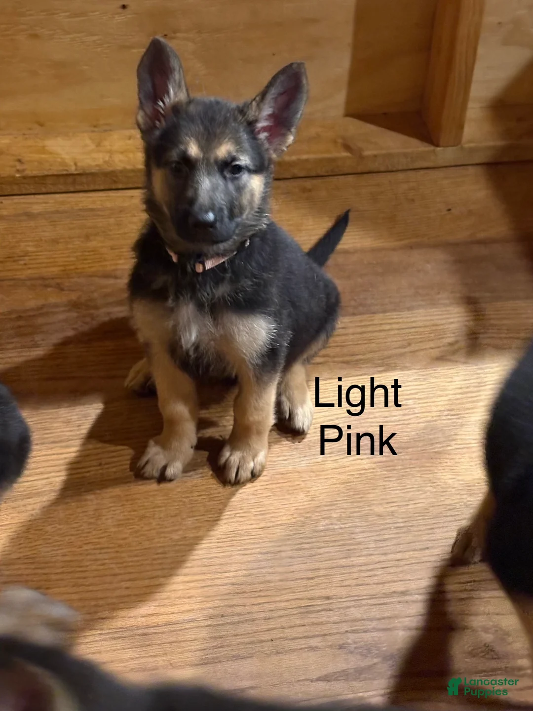 German Shepherd dogs for sale: Light Pink - Ad 2