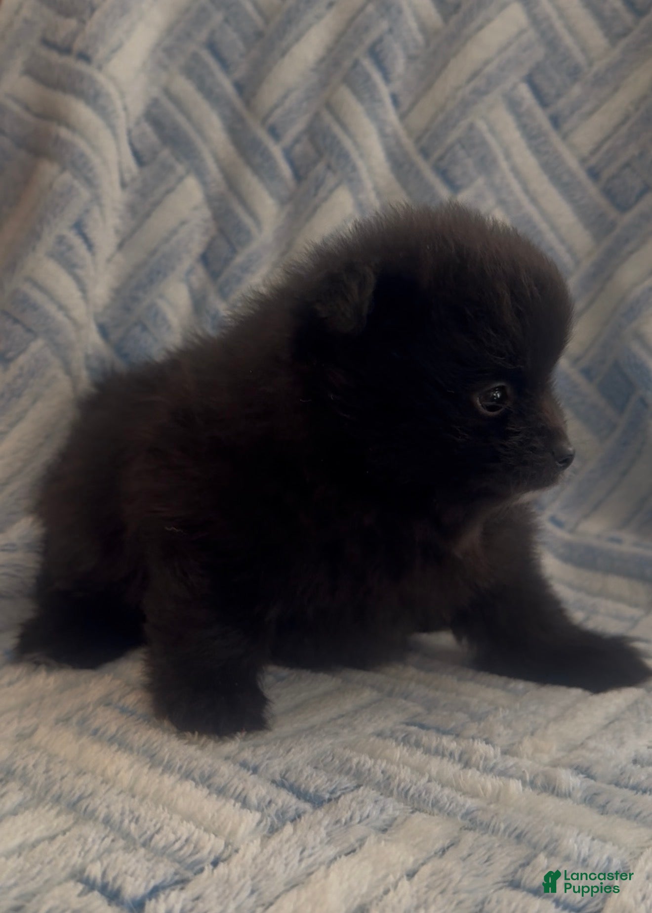 Pomeranian dogs Pomeranian 4 - Ad 3