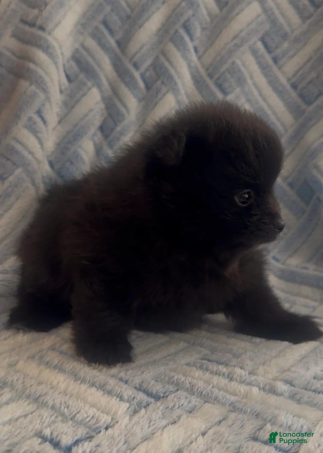 Pomeranian dogs for sale: Pomeranian 4 - Ad 1