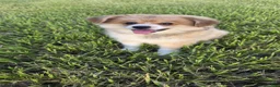Mixed Breed dogs for sale: Mixed Breed 2 - Ad 7
